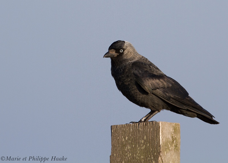 Choucas 4497_wm.jpg - Choucas des tours, Western Jackdaw, Coloeus monedula (Öland, Suède, mai 2011)
